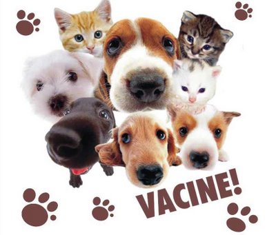 Cães e gatos poderão ser vacinados até o dia 28 de novembro
