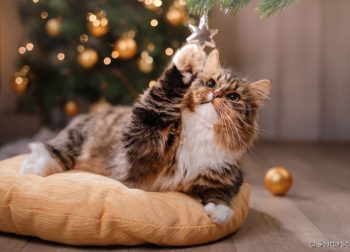 Como montar uma árvore de natal à prova dos gatinhos?